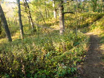 Easy trail descent