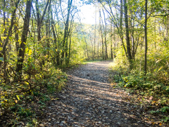 Trail through Horseshoe Bluff