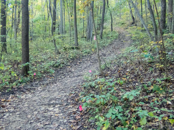 Rising trail