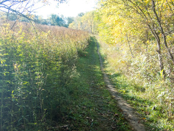 Grassy trails again