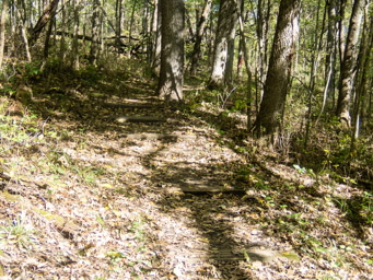 Wood steps up