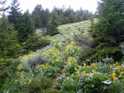Trail through the flowers and spruce.