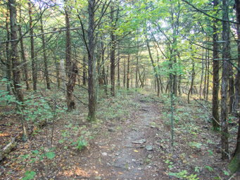 Trail through mostly cedar forest.