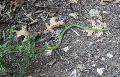 Green grass snake on the trail.