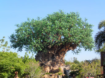 The tree of Life