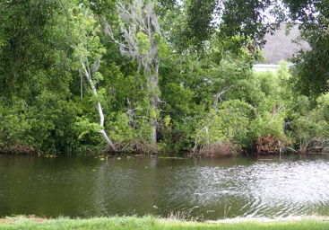 Canal with alligator, Palm Coast, FL
