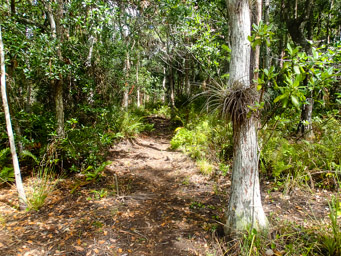 The trail with epiphytes on the trees.