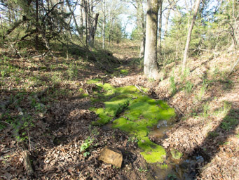 Green moss in an ephemeral streambed
