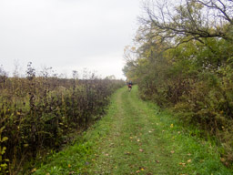 Grassy Trails