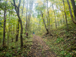 Runners on a leafy trail, early on