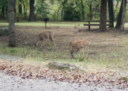A doe and two fawns in the day use area near the Falls Trailhead.
